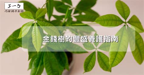 金錢樹枯萎|金錢樹植物盆栽保養指南